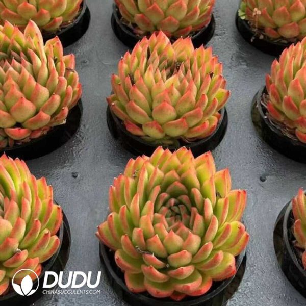 Echeveria Eloi - Image 2