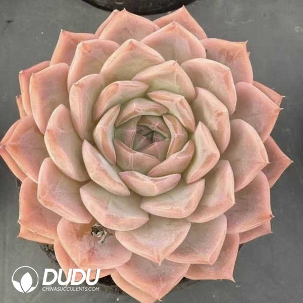 Echeveria Siyin - Image 2