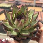 Echeveria Mr.Toad - Image 2
