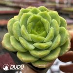 Echeveria Baby Green - Image 2