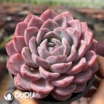 Echeveria Daji - Image 2