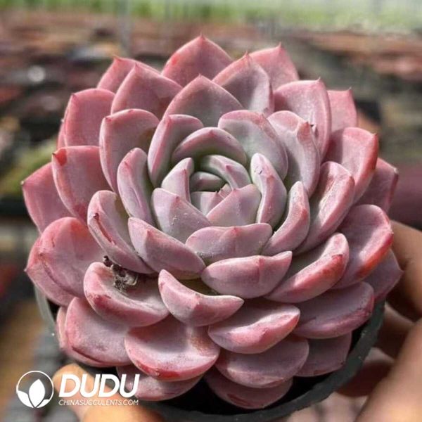 Echeveria Daji - Image 2