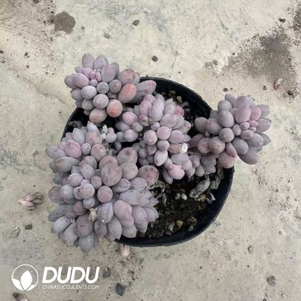 e202-356.jpg Pachyphytum Baby Fingers Clustering - Image 2