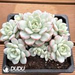 Echeveria Vanilla Variegated Clustering - Image 2