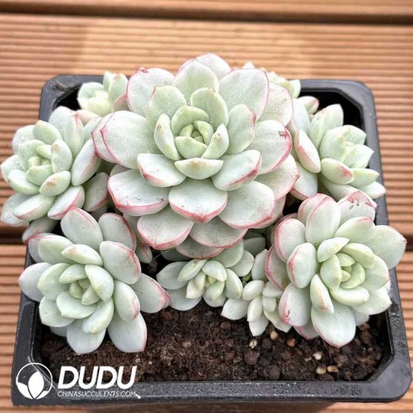 Echeveria Vanilla Variegated Clustering - Image 2