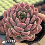 Echeveria Hua Mulan - Image 2