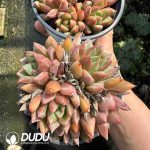 Echeveria Cobblestone Multiple Heads Clustering - Image 2