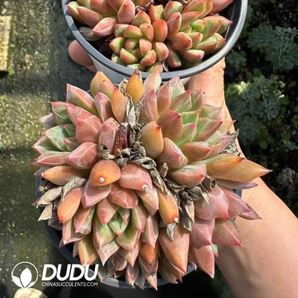 Echeveria Cobblestone Multiple Heads Clustering - Image 2