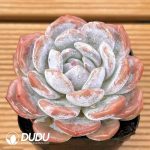 Echeveria Sugar Heart Snow Angel - Image 2