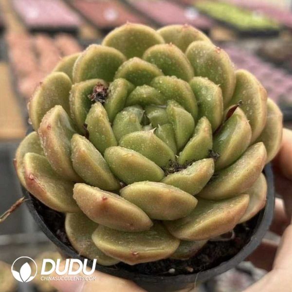 Echeveria Pierrea Jenny - Image 2