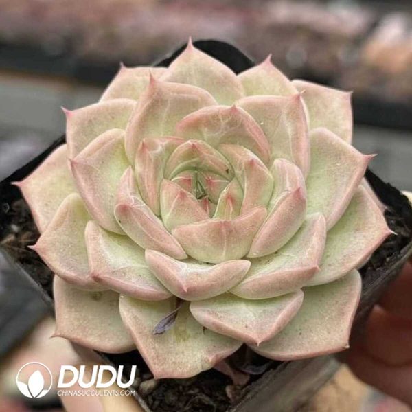 Echeveria Rose Love - Image 2