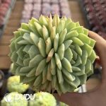 Echeveria Lan Guifang Double Head - Image 2