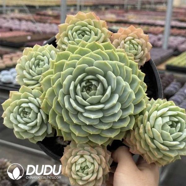 e202-364.jpg Echeveria Lan Guifang Double Clustering - Image 2