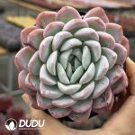 Echeveria Baibing - Image 2