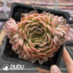 Echeveria Eastern Grouper Clustering - Image 2