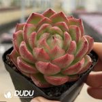 Echeveria Moonlight Box - Image 2