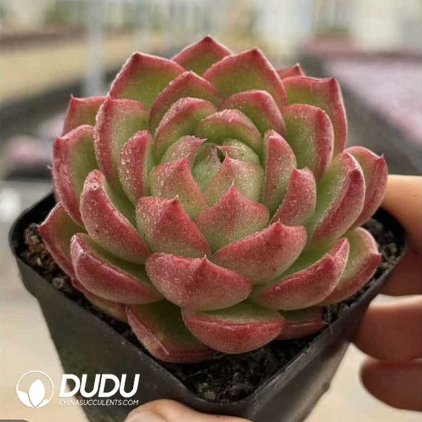 Screenshot Echeveria Moonlight Box - Image 2