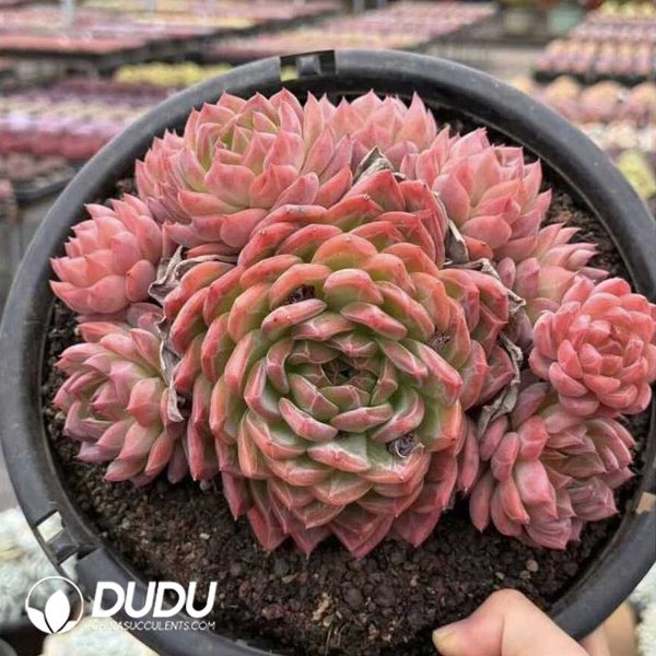 Screenshot Echeveria Hongluan 9 Head+ - Image 2