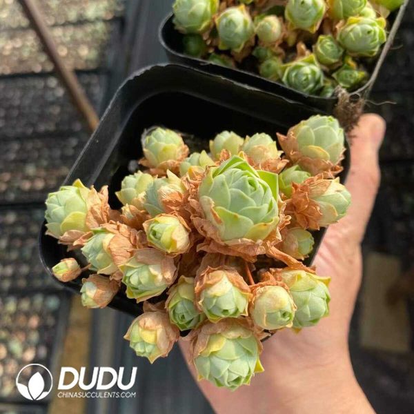 Aeonium Jade Ball Clustering - Image 2