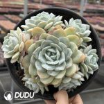 Echeveria Peach Oolong Clustering - Image 2