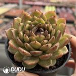 Echeveria Cat's Eye - Image 2