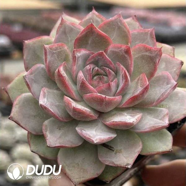 Screenshot Echeveria Spica - Image 2