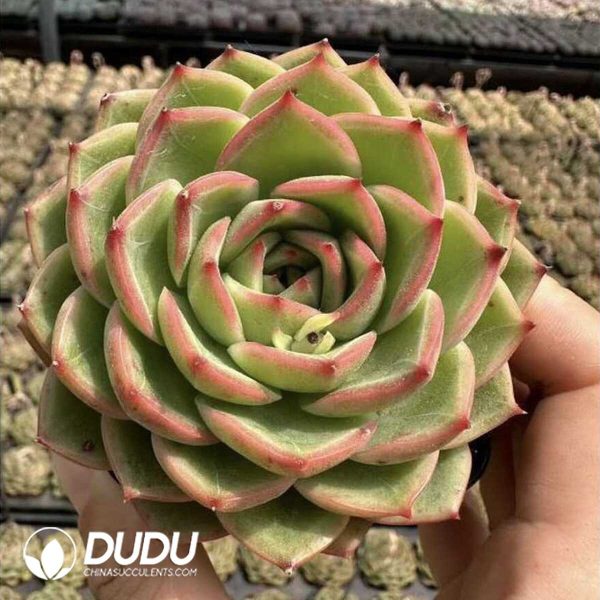 Screenshot Echeveria Good Catch - Image 2