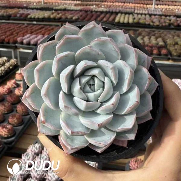 Screenshot Echeveria Xinyue Princess - Image 2