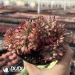 Echeveria Latam Cristata - Image 2