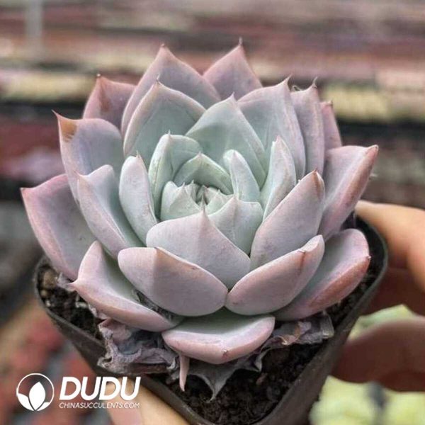 Echeveria Baiwei - Image 2