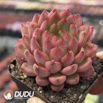 Echeveria Night-fragrant Flower - Image 2