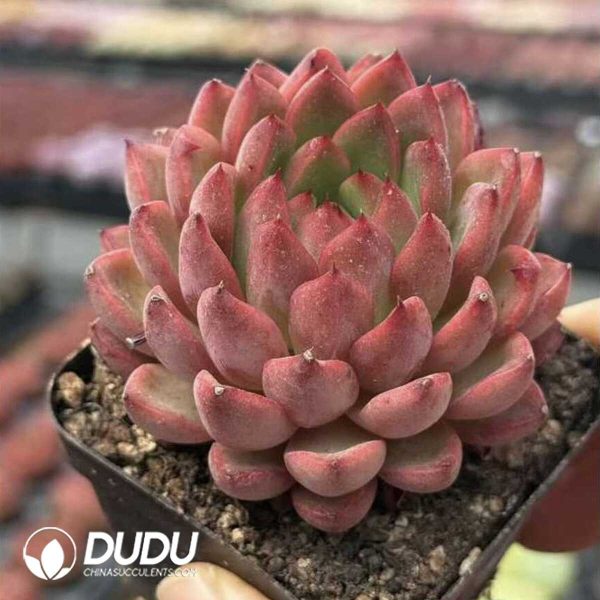 Screenshot Echeveria Night-fragrant Flower - Image 2