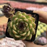 Echeveria Sprite - Image 2