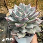 Echeveria Blue bird - Image 2