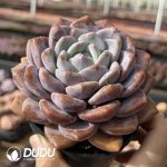 Echeveria Whitey Snow - Image 2