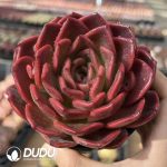 Echeveria Lycoris radiata - Image 2