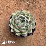 Echeveria Yo-yo - Image 2