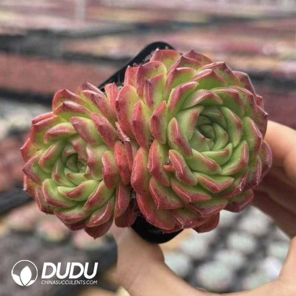 Echeveria Strawberry Cake Double Head - Image 2