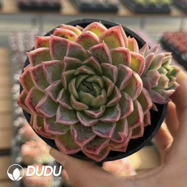 Screenshot Echeveria Yinggu - Image 2