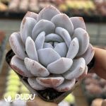 Echeveria Schnauzer - Image 2