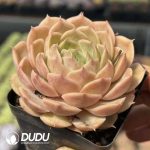 Echeveria Crystal Ansnow - Image 2