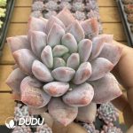 Echeveria Diao Chan - Image 2