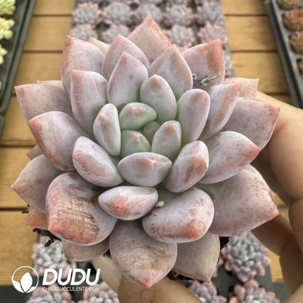 Echeveria Diao Chan - Image 2
