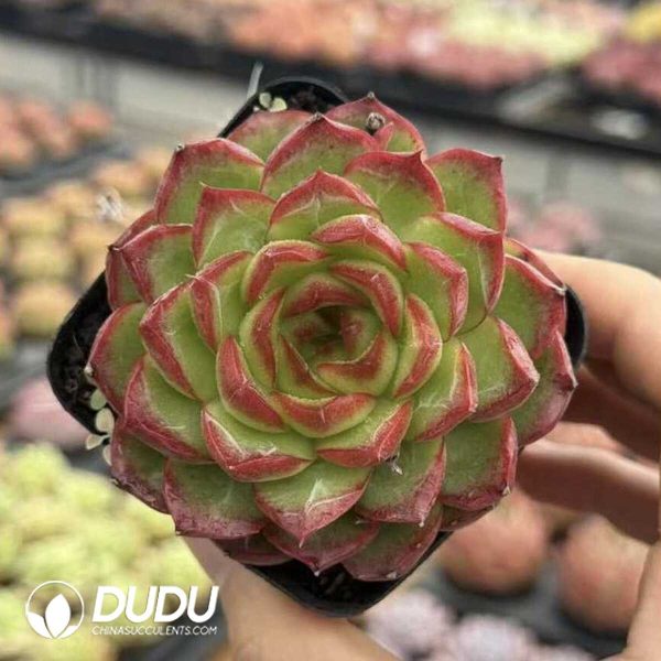 Screenshot Echeveria Bawang Flower - Image 2