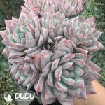 Echeveria Blue bird Clustering - Image 2