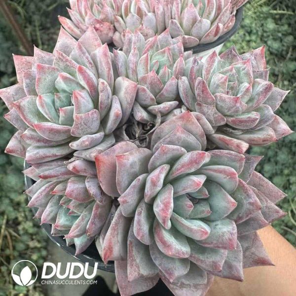 Echeveria Blue bird Clustering - Image 2