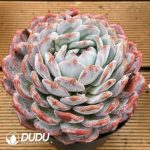 Echeveria big mac - Image 2