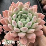 Echeveria Bai Xuelan - Image 2