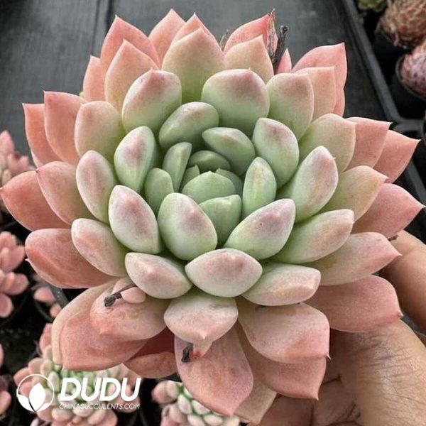 Echeveria Bai Xuelan - Image 2