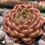 Echeveria Invincible Eastern - Image 2